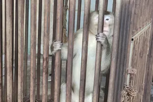 Người dân bàn giao khỉ đuôi dài nặng 7kg ở Bình Tân