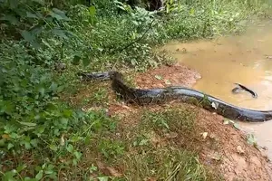 60 động vật hoang dã gồm con trăn 42kg được thả về tự nhiên