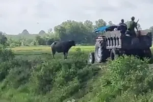 Bắn hạ trâu 200kg húc chết chủ ở Củ Chi