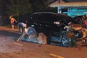 Người trong cuộc nói về vụ ‘ô tô tông chết trâu, chủ trâu đòi đền tiền’