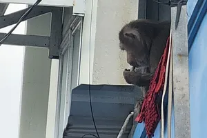 Khỉ đuôi lợn đực quậy nhà dân ở Vĩnh Lộc B bị bắt