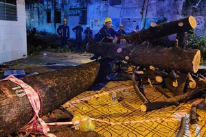 Giông lốc, cây đổ, nhà tốc mái ở TP.HCM