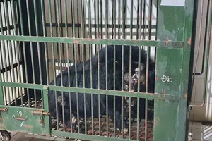 Người dân bàn giao gấu ngựa cụt 1 tay, nặng gần 2 tạ ở TP Thủ Đức