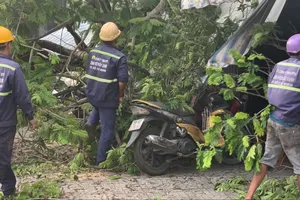 Cây bật gốc đè trúng nhiều xe máy trước quán cà phê ở Tân Phú