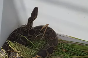 Đặt lú cá ở Nhà Bè, bắt được trăn khủng, dài hơn hai mét