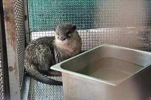 Đặt lú ở rạch, người đàn ông bắt được rái cá quý hiếm