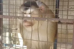 Người đàn ông ở TP Thủ Đức bàn giao con khỉ 16kg nuôi 5 năm cho kiểm lâm