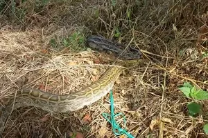 Thả trăn đất hơn nửa tạ cùng 23 động vật hoang dã về rừng U Minh