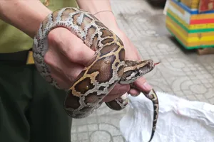 Trăn dài 60cm bò vào nằm cạnh người phụ nữ lúc rạng sáng ở quận 12