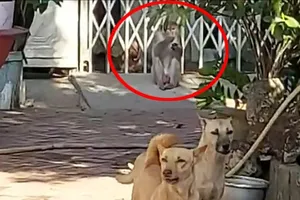 Khỉ quậy, cắn chết chó người dân ở Nhà Bè bị bắt