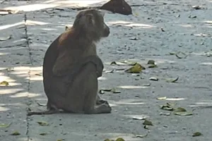 Khỉ đuôi lợn vào quán cà phê cắn nữ nhân viên bị thương ở quận 12