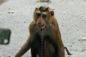 Khỉ đực cổ có đeo xích sắt tấn công 4 người ở quận 12