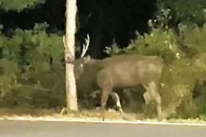 Nai rừng xuất hiện ở Cần Giờ nghi do sổng chuồng 2 năm trước