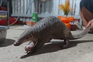 Kiểm tra vườn lan khi chó sủa ran, người đàn ông bắt được tê tê quý