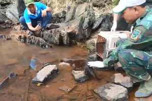 Rái cá quý hiếm 'lưu luyến' các cán bộ kiểm lâm khi được thả về Đồng Nai