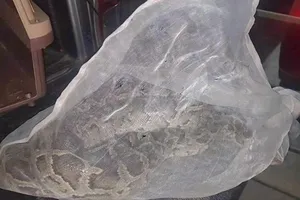 Con trăn 1,7 m bò vào chung cư Mỹ Phước đã được thả về Cát Tiên