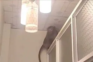 Khỉ đực quậy phá, trộm trứng, bắt gà ở Củ Chi bị kiểm lâm bắn thuốc mê