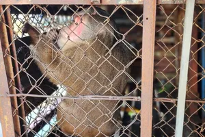 Nuôi khỉ mặt đỏ và đuôi dài được 8 năm thì giao kiểm lâm