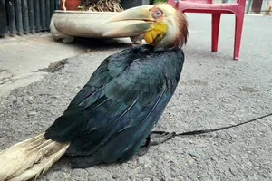 Bắt được chim lạ đậu trên giàn mướp khi chăm rau ở sân thượng