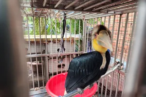 Chim lạ liên tục xuất hiện ở Hóc Môn, nhiều người dân không dám bắt