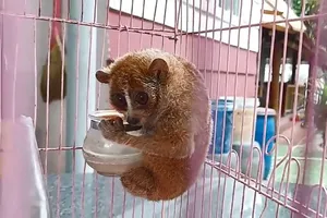 Quét sân, người dân ở TP Thủ Đức bắt được con ‘cù lần’ quý hiếm trên cây khế