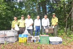 Trăn bò vào phòng ngủ, khỉ cắn nữnhân viên quán cà phê ở quận 12 được thả về tự nhiên