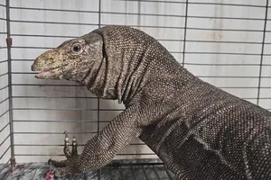 Người dân ở Bình Chánh dùng võng bắt con kỳ đà 7kg bò vào nhà