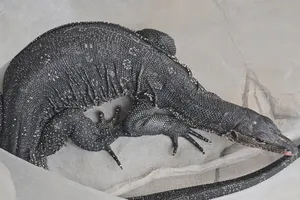 Con kỳ đà bơi trên sông nghi đi bắt gà bị dân dùng vợt bắt ở Nhà Bè