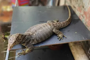 Nghe chó sủa lúc 12 giờ đêm, người đàn ông ở Gò Vấp bắt được con vật quý