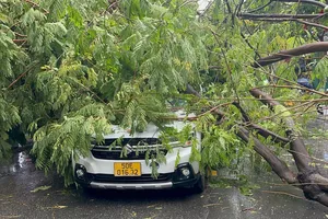 Mưa to gió lớn, hàng loạt cây bật gốc, gãy đổ đè người đi đường
