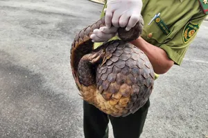 Tê tê quý liên tục xuất hiện sau đêm mưa ở Quận 12