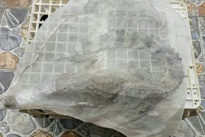 Con cá sấu được dân vây bắt ở Quận 12 được bàn giao cho kiểm lâm