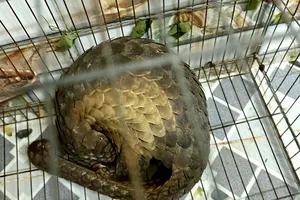 Bắt được tê tê quý hiếm bò từ bãi đất ra đường ở Nhà Bè