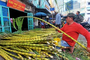 Dân TP.HCM lựa từng cây mía vàng cúng Ngọc Hoàng mong gia đạo bình an