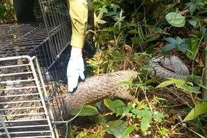 Tê tê quý bắt được sau mưa lớn ở quận 12 được thả về tự nhiên