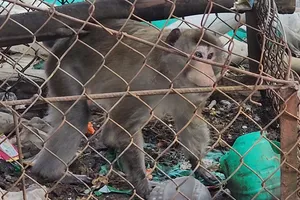 Thương con khỉ bị cụt đuôi, người đàn ông ở Bình Chánh giao kiểm lâm