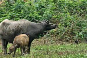 Xử phạt người đàn ông bị trâu húc khi đi chích ếch ở Bình Chánh