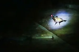 'Khi màn đêm buông xuống' ở Thảo cầm viên Sài Gòn có gì?