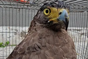 Chim lạ có sải cánh 1 mét sà xuống cánh đồng ngô bắt rắn bị người dân nhốt lại