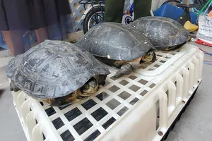 Đang giao 5 con rùa quý thì 1 con bò đi, được hàng xóm bắt lại