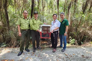 Con rái cá vuốt bé quý hiếm là vật chứng trong vụ án hình sự được thả về Cần Giờ