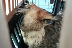 Chim lạ mắc kẹt trên dây điện ở Bình Tân được giải cứu