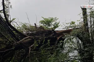 Cây xanh gãy ngang, đè trúng dây điện trước cổng trường tiểu học ở Hóc Môn