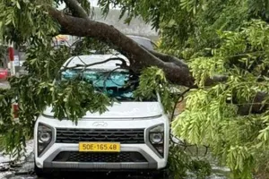 Mưa to gió lớn, cây đổ hàng loạt đè nhiều ô tô ở TP.HCM