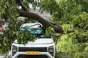 Phó Chủ tịch UBND TP.HCM chỉ đạo rà soát, xử lý cây xanh nguy cơ gãy đổ trong mùa mưa