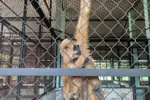 Người dân Củ Chi bàn giao vượn má vàng và 2 con khỉ quý hiếm