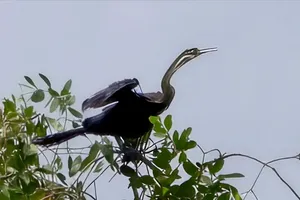 4 con chim cổ rắn quý hiếm xuất hiện, bắt cá ở hồ Bán Nguyệt