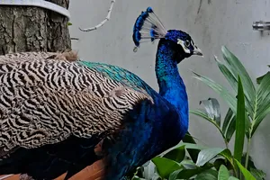 TP.HCM: Khổng tước quý hiếm bay vào căn hộ ở tầng 6 chung cư