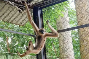 Người dân Củ Chi liên tục giao nộp vượn má vàng quý hiếm cho kiểm lâm