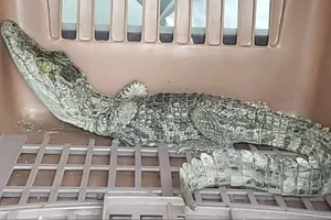 Cá sấu nặng gần 2kg bò vào nhà dân ở TP.HCM